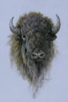 Lone Buffalo