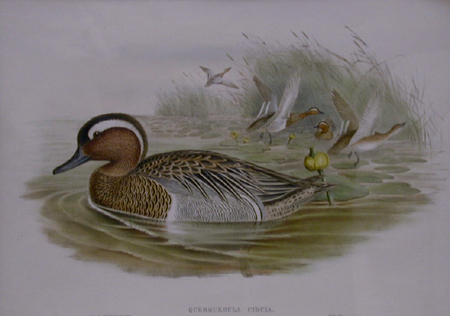 Garganey Teal