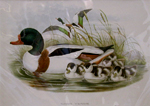 Shelduck