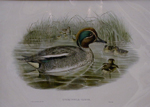 Green-Wing Teal