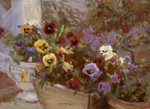 Pansies