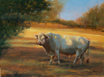 Charolais